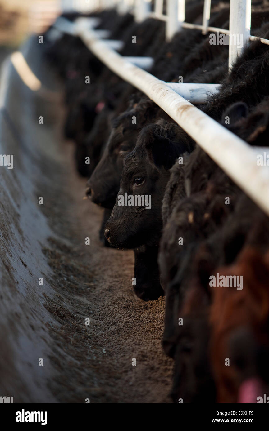 Angus feeder cattle feeding on a mixed corn ration from a concrete feed bunk at a beef feedlot / near Corn, Oklahoma, USA. Stock Photo