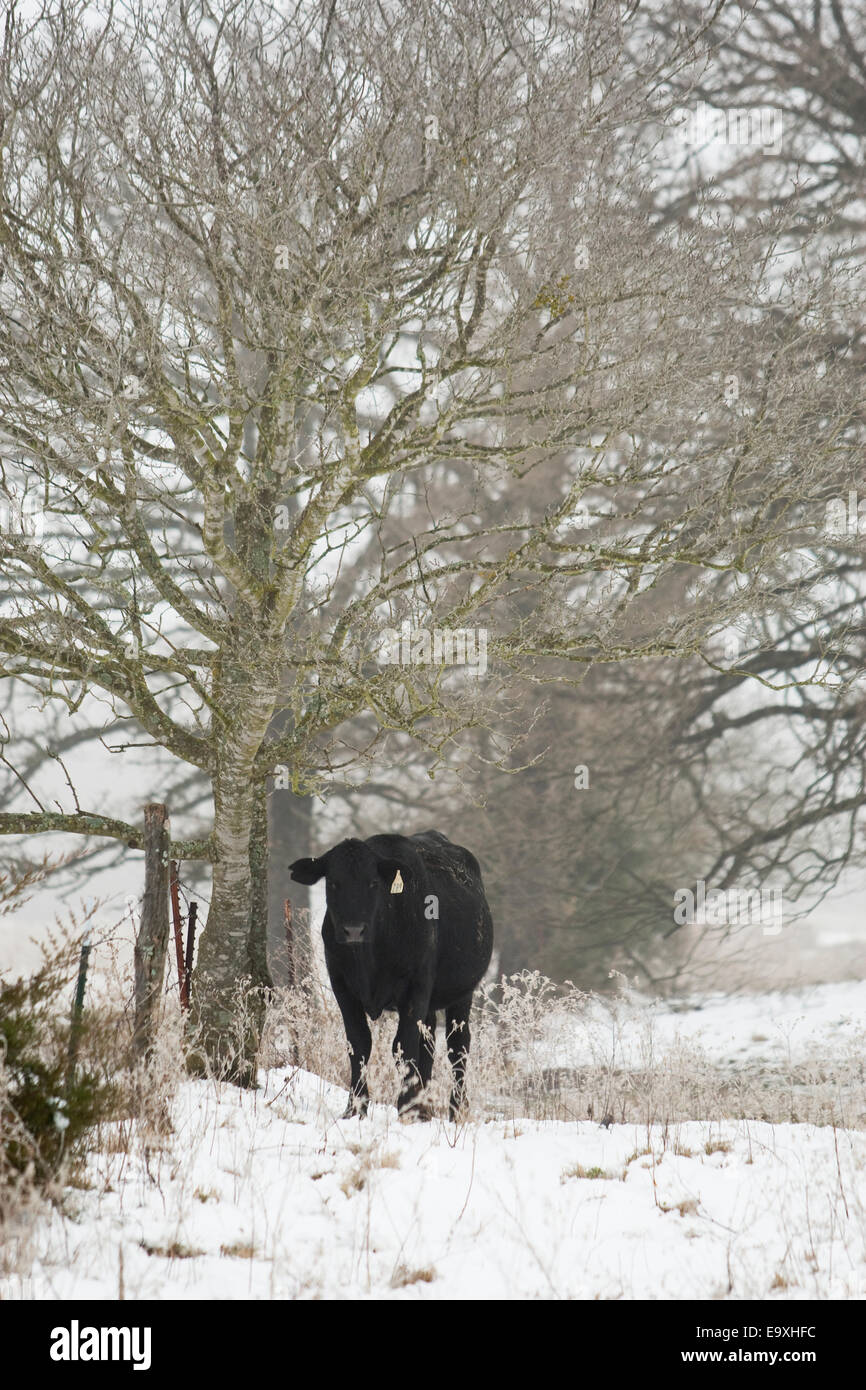 Livestock - An Angus beef cow standing along an old fence during a snow storm / near Telephone, Texas, USA. Stock Photo