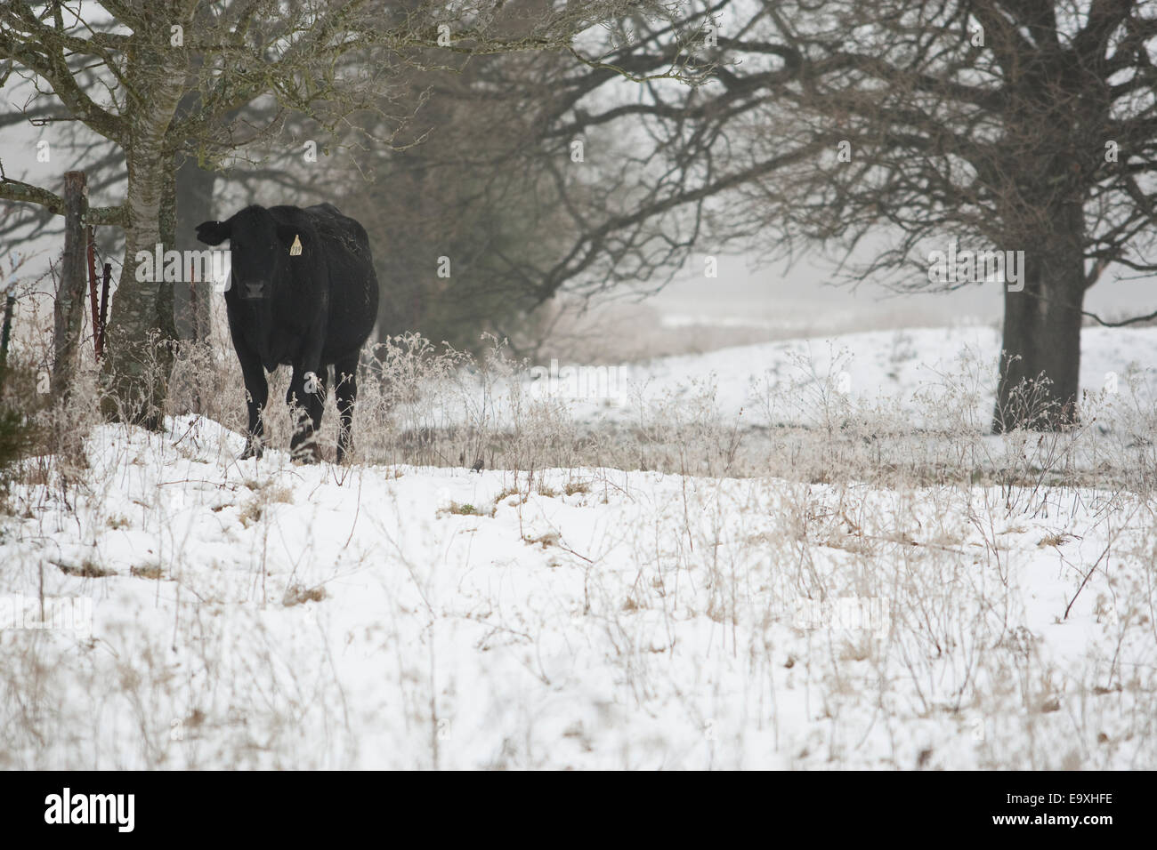 Livestock - An Angus beef cow standing along an old fence during a snow storm / near Telephone, Texas, USA. Stock Photo