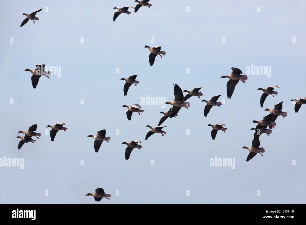 Pinkfooted Geese (Anser brachyrhynchus). Overwintering geese having