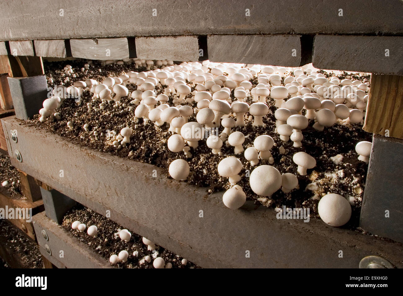 Agriculture - White button mushrooms growing in plastic based growing racks  / State College, Pennsylvania, USA Stock Photo - Alamy