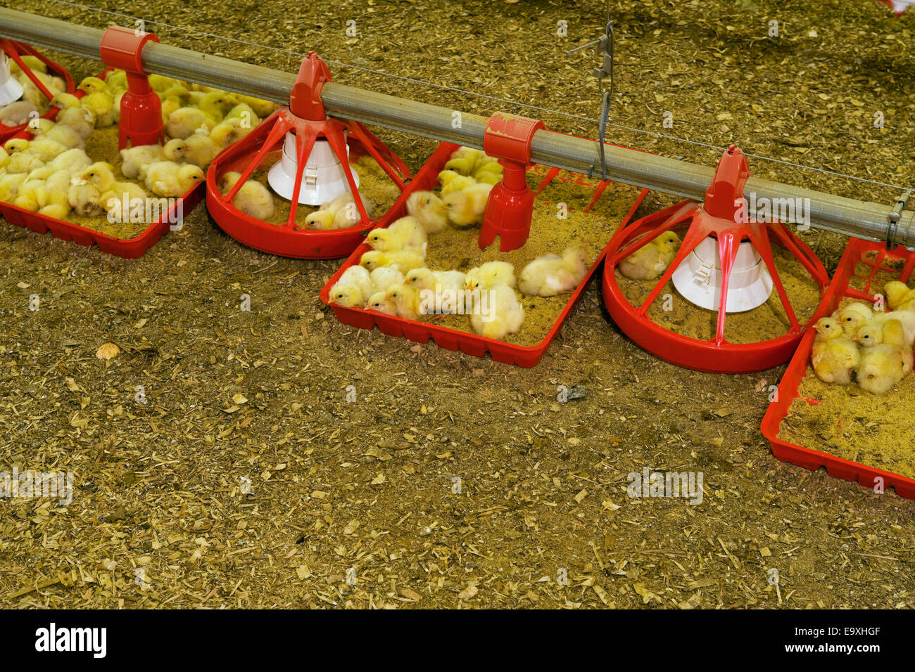 Poultry house hires stock photography and images Alamy