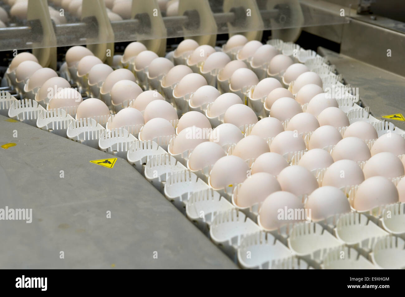 Hatchery chicken process hi-res stock photography and images - Alamy