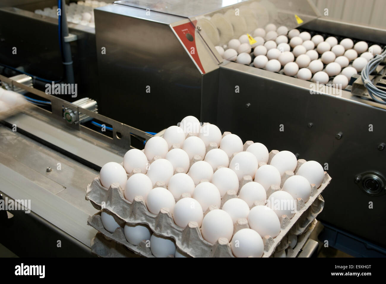Hatchery chicken process hi-res stock photography and images - Alamy