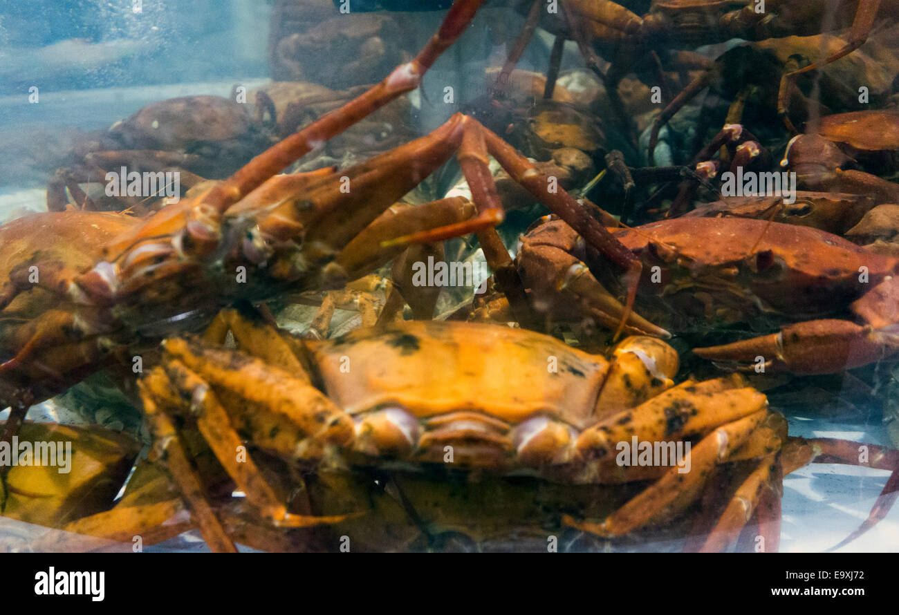 seafood wholesale expo show in Boston MA Stock Photo Alamy