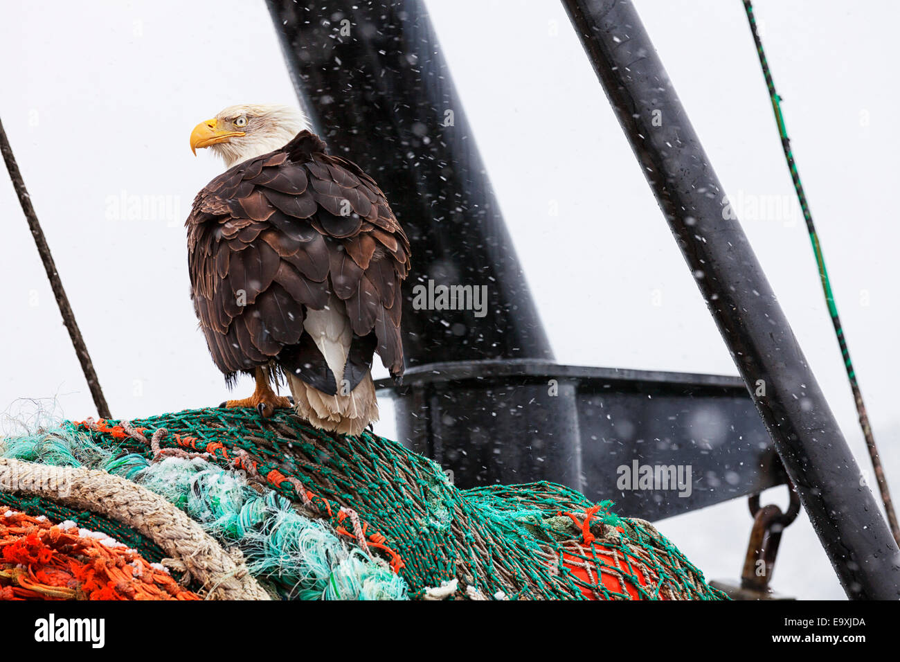 Bald eagle perched on fishing net in search of scraps during snow