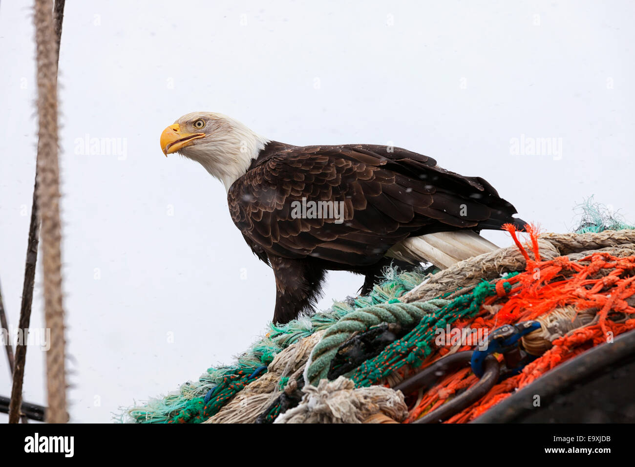 Eagle on net hi-res stock photography and images - Alamy
