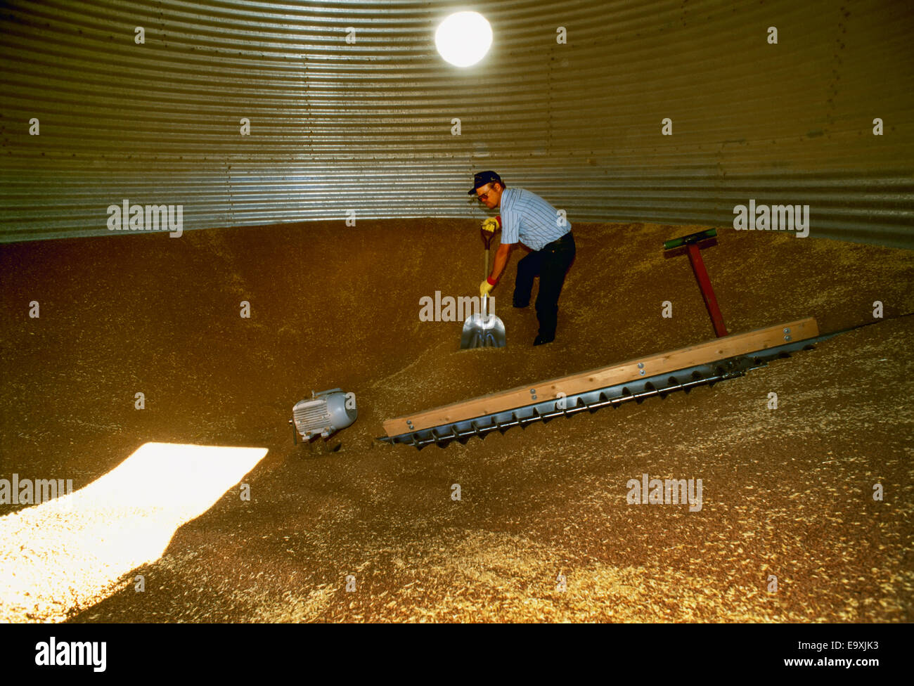 Agriculture Farmer shoveling grain toward auger inside big steel