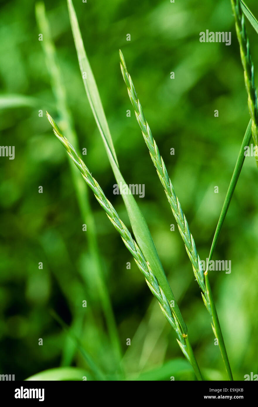 Agriculture - Weeds, Quackgrass (Elytrigia repens), mature heads / Midwest, USA. Stock Photo