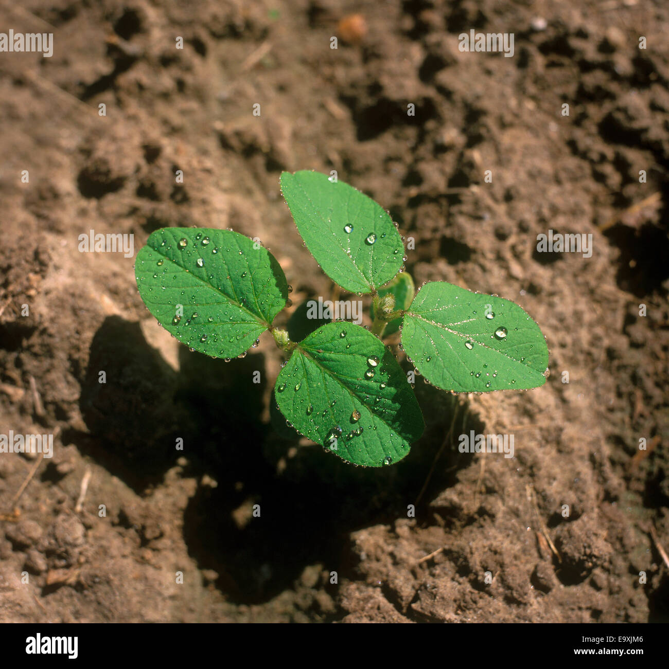 Agriculture - Closeup of soybean seedlings with water droplets / Ontario, Canada. Stock Photo