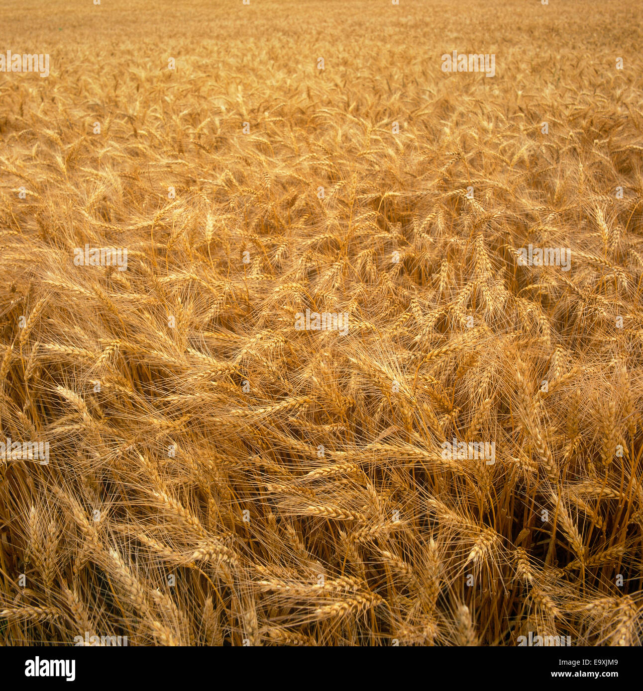 Agriculture - Crop of mature awned, or bearded, wheat ready for harvest / Ontario, Canada. Stock Photo