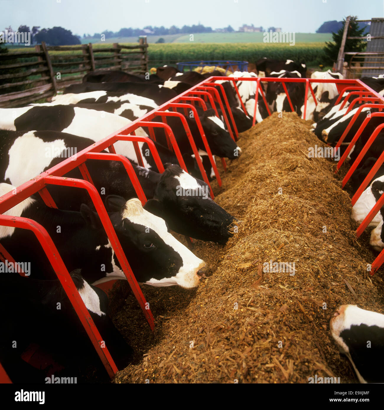 Livestock Holstein dairy cows feed on silage at a dairy feedbunk