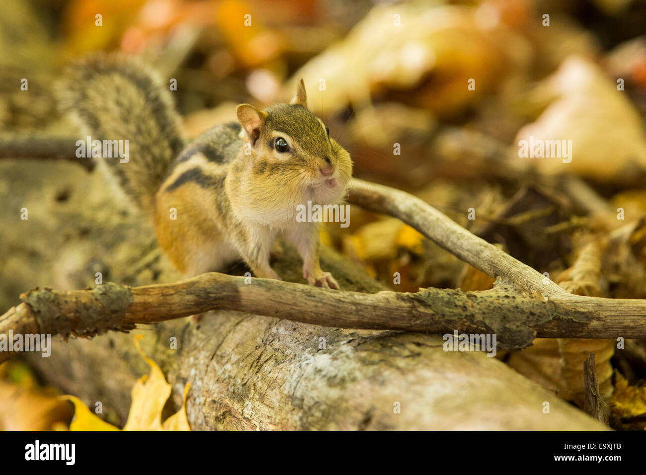 Black chipmunk hi-res stock photography and images - Alamy