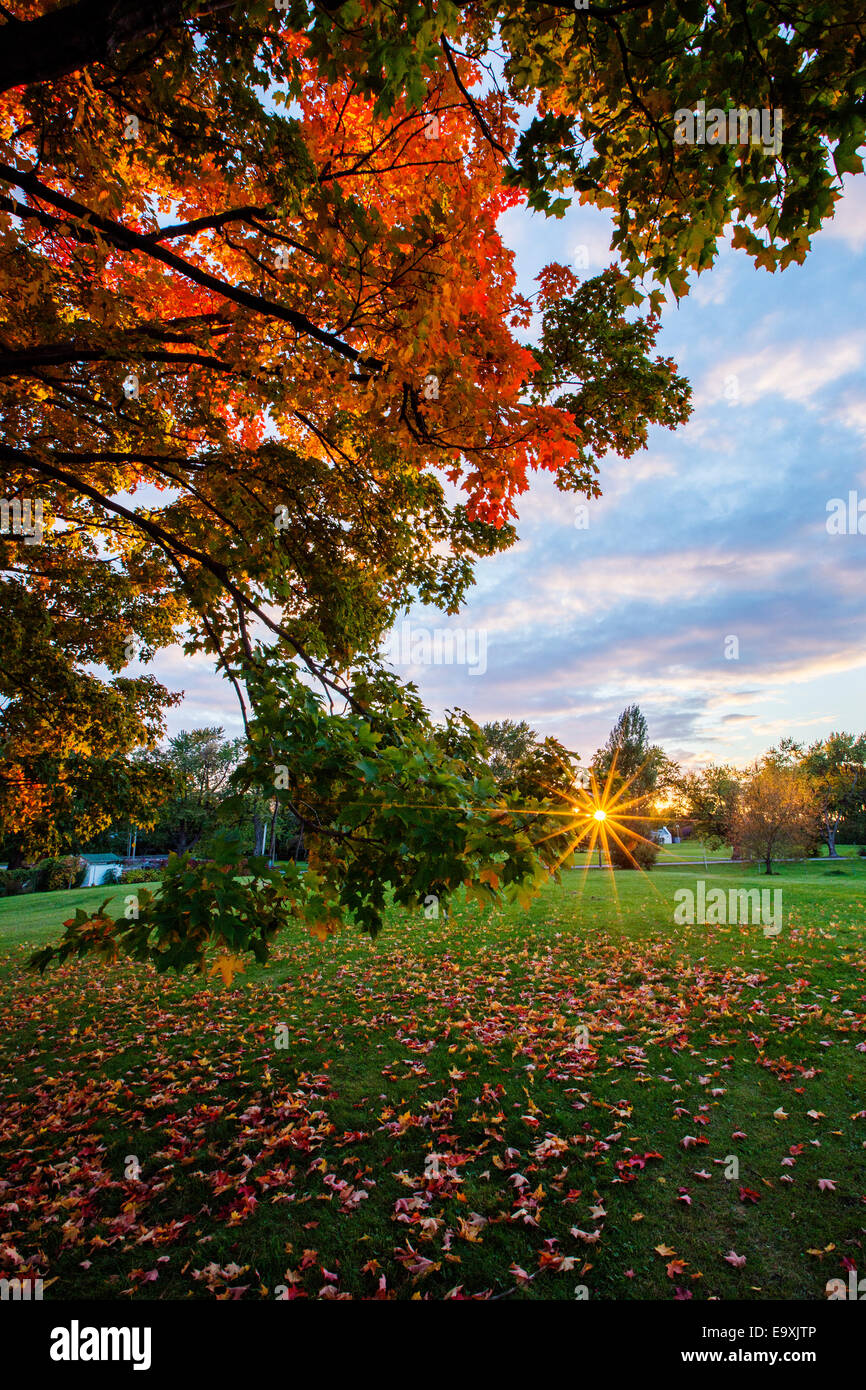 Sugar maple forest hi-res stock photography and images - Alamy