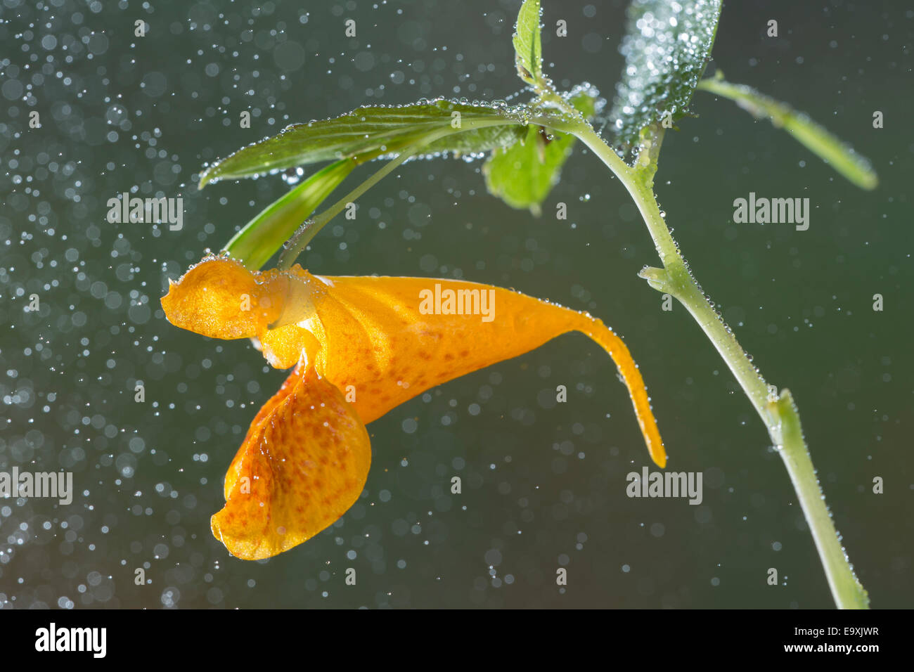 Impatiens capensis, the orange jewelweed, common jewelweed, spotted jewelweed, spotted touch-me-not flower with dew drops Stock Photo