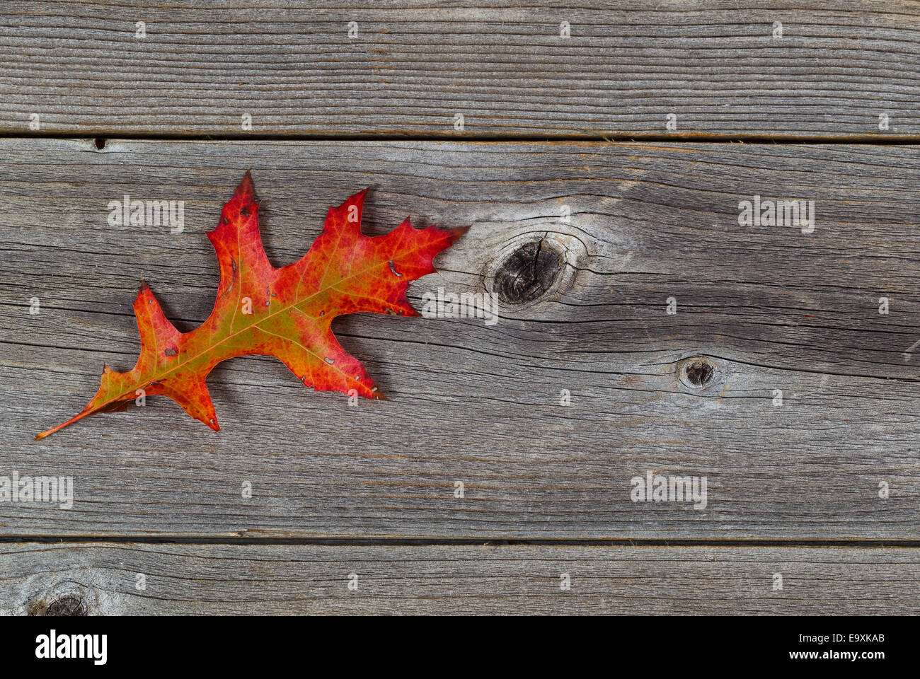 Single vibrant Oak leaf on rustic wooden boards Stock Photo
