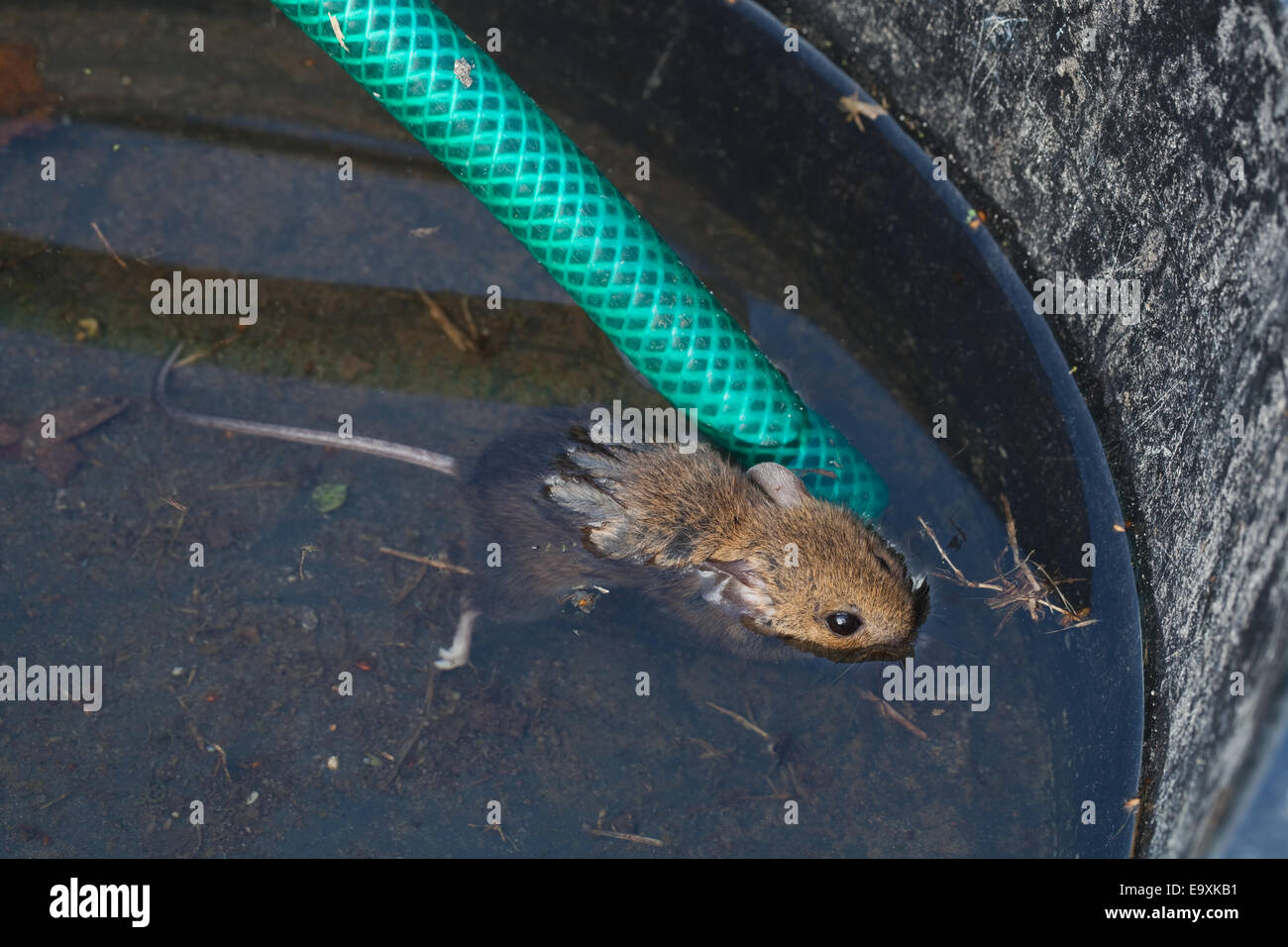 Wood Mouse or Long-tailed Field Mouse (Apodemus sylvaticus). Drowned. Capable swimming this mouse was unable to rescue itself. Stock Photo