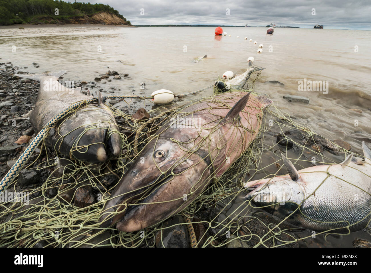 Chinook and sockeye salmon caught in a subsistence net on the shore of Kanakanak Beach to be picked, Southwest Alaska Stock Photo