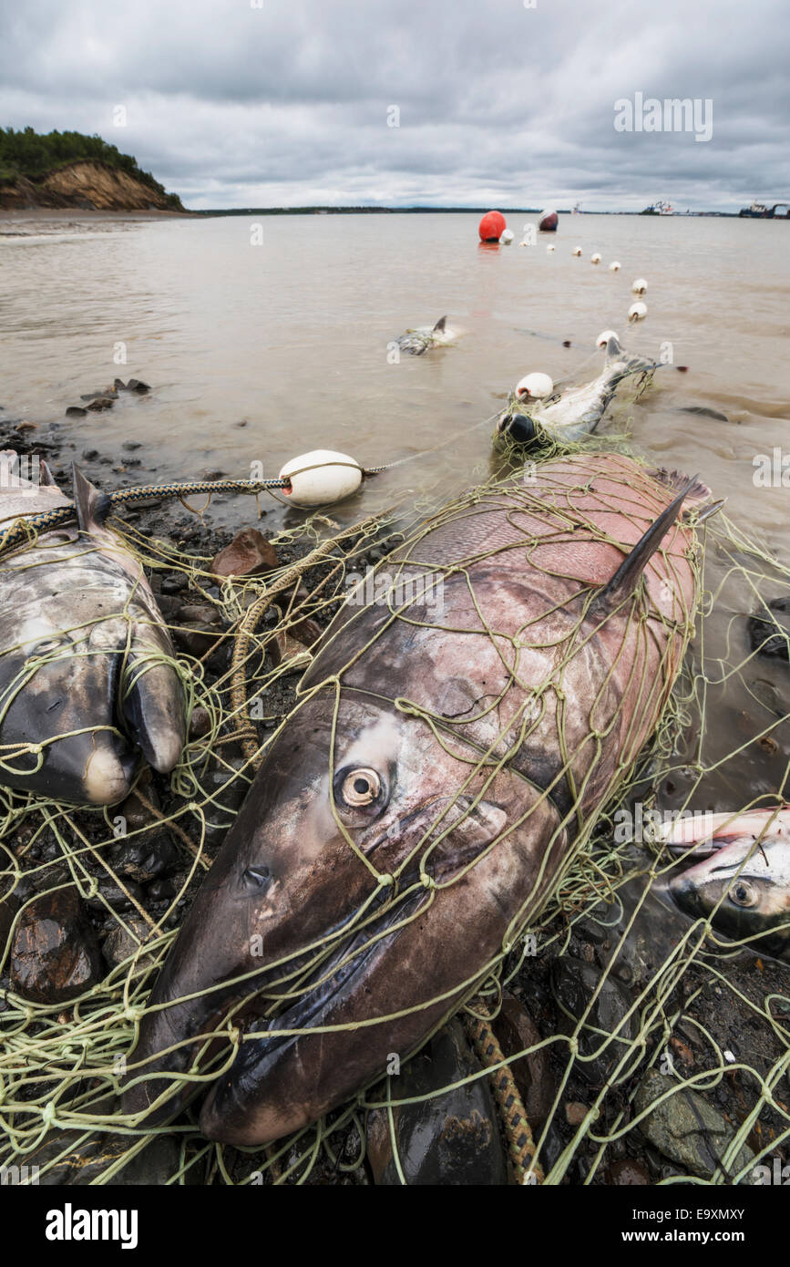 Chinook and sockeye salmon caught in a subsistence net on the shore of Kanakanak Beach to be picked, Southwest Alaska Stock Photo