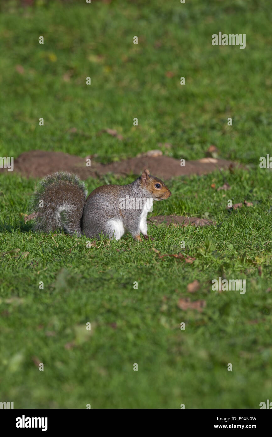 Grey Squirrel (Scurius carolinensis). On ground about to bury food in form of acorns and mast as a winter cache. October. Stock Photo