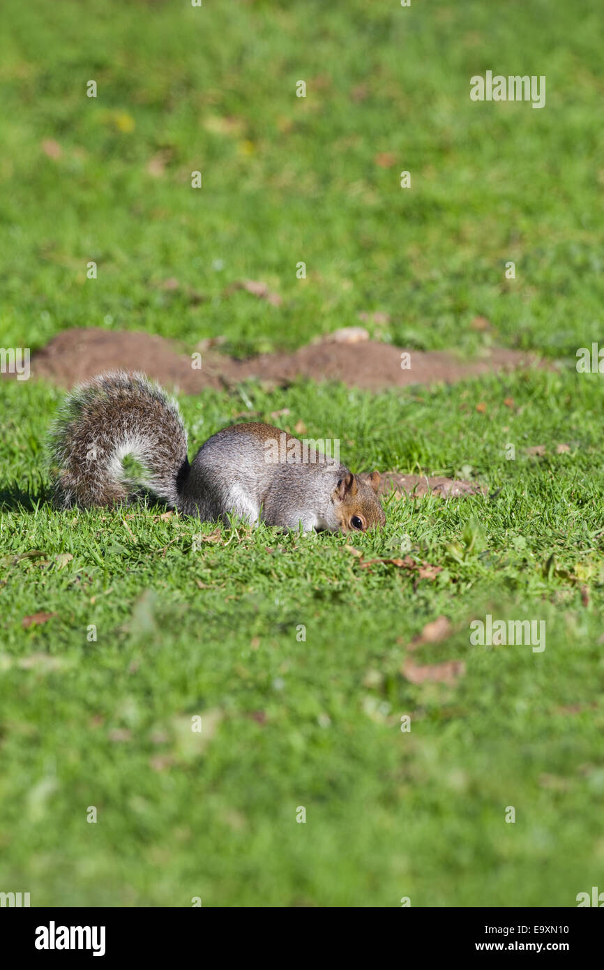Grey Squirrel (Scurius carolinensis). On ground about to bury food in
