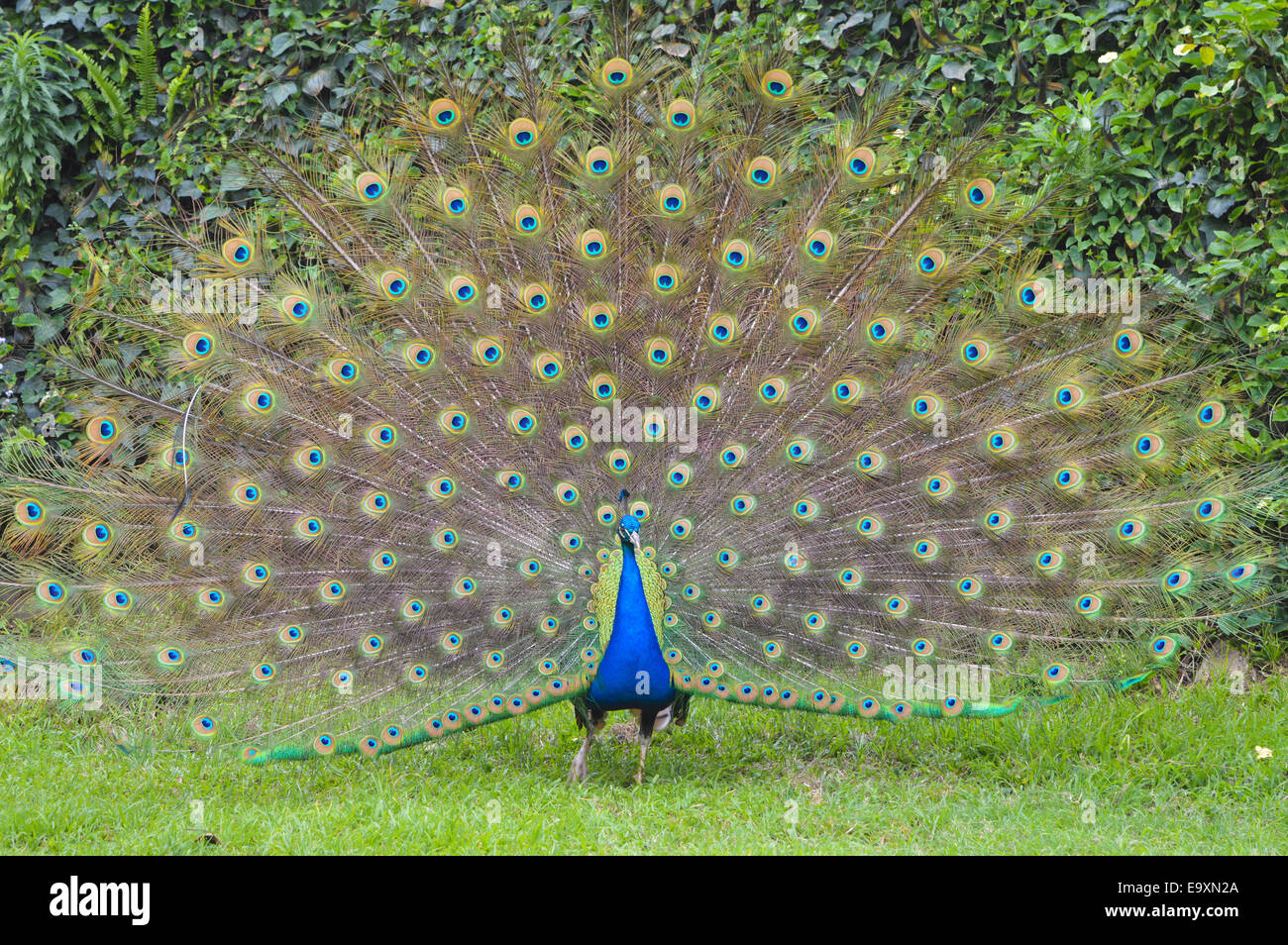 Full feathers hi-res stock photography and images - Alamy