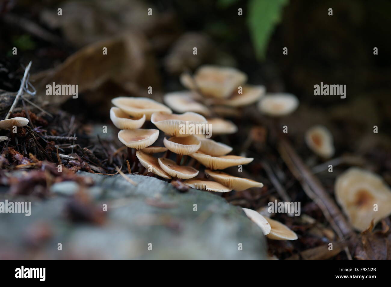 Wild Mushrooms on tree bark Stock Photo