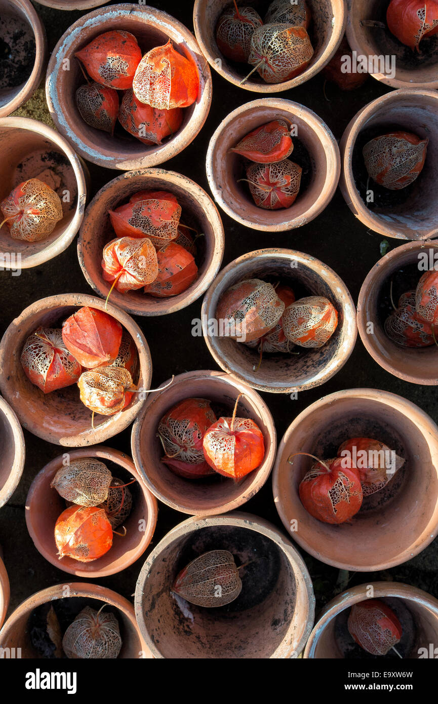 Physalis alkekengi. Drying Chinese lantern flower seed casing in terracotta flower pots Stock Photo