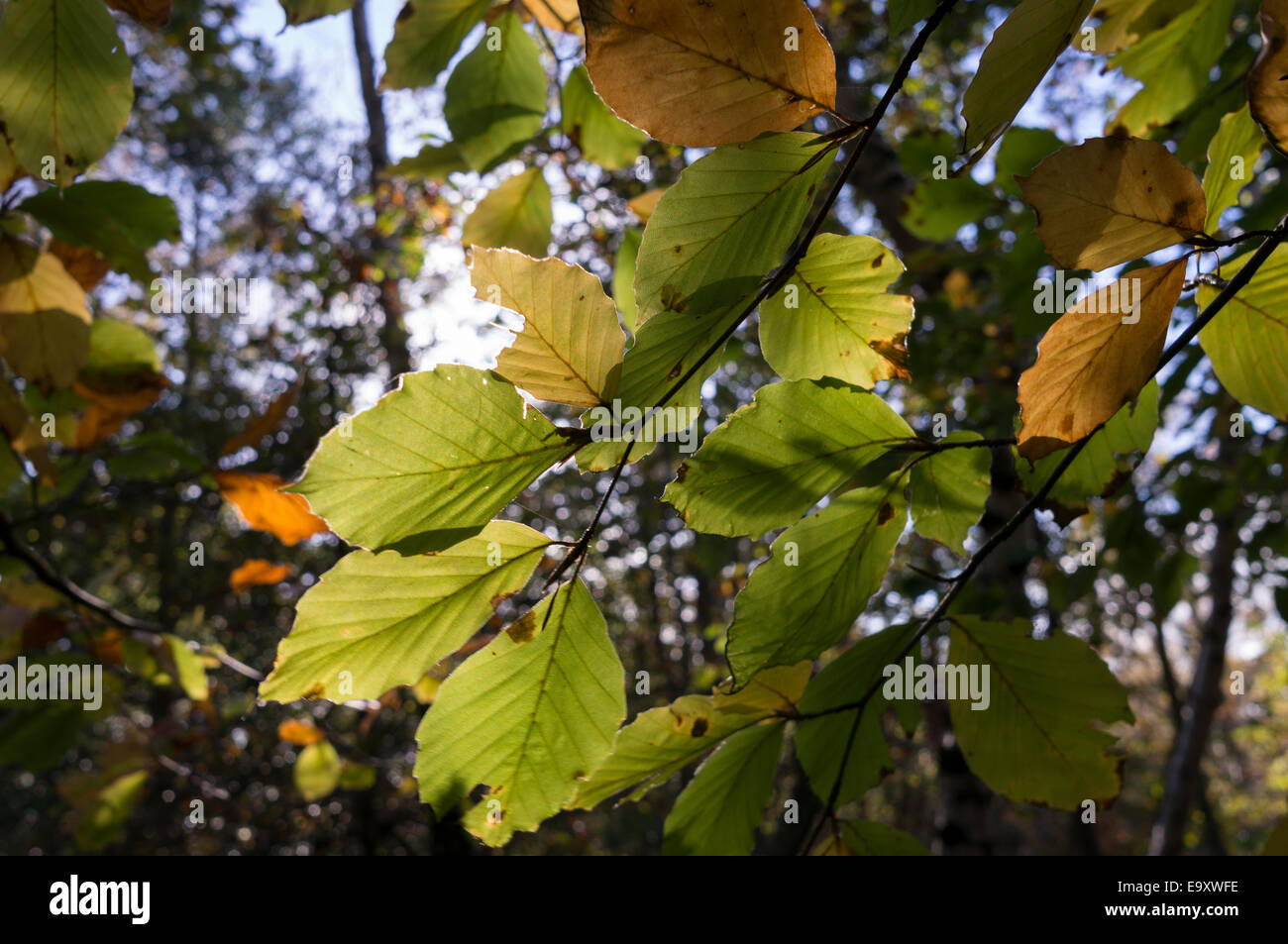 Sun dappled leaves Stock Photo