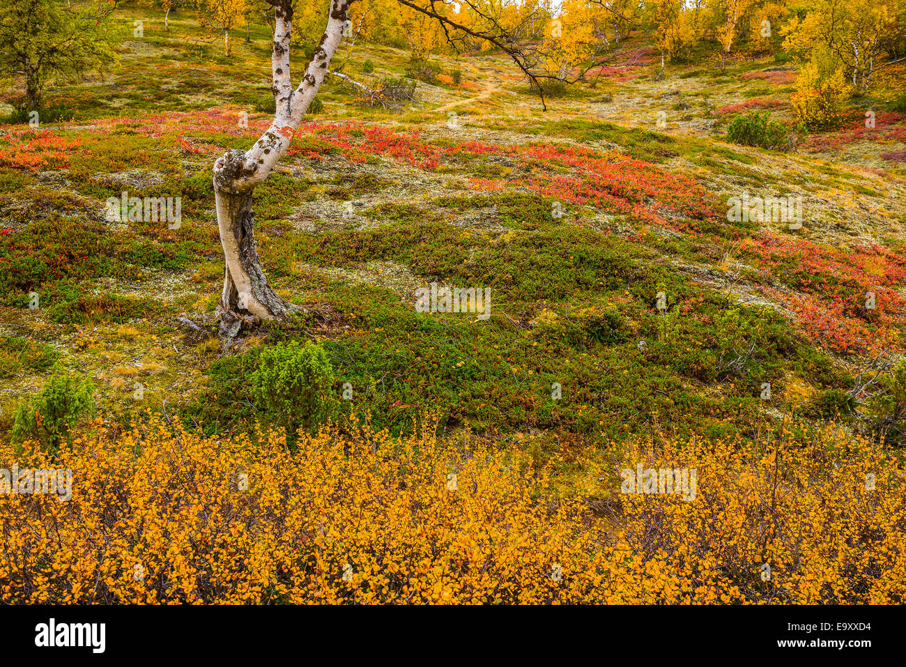 Autumnal colors in northern Finland Stock Photo