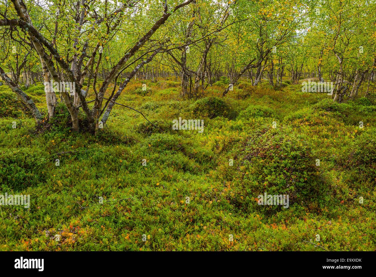 Green landscape in northern Finland Stock Photo