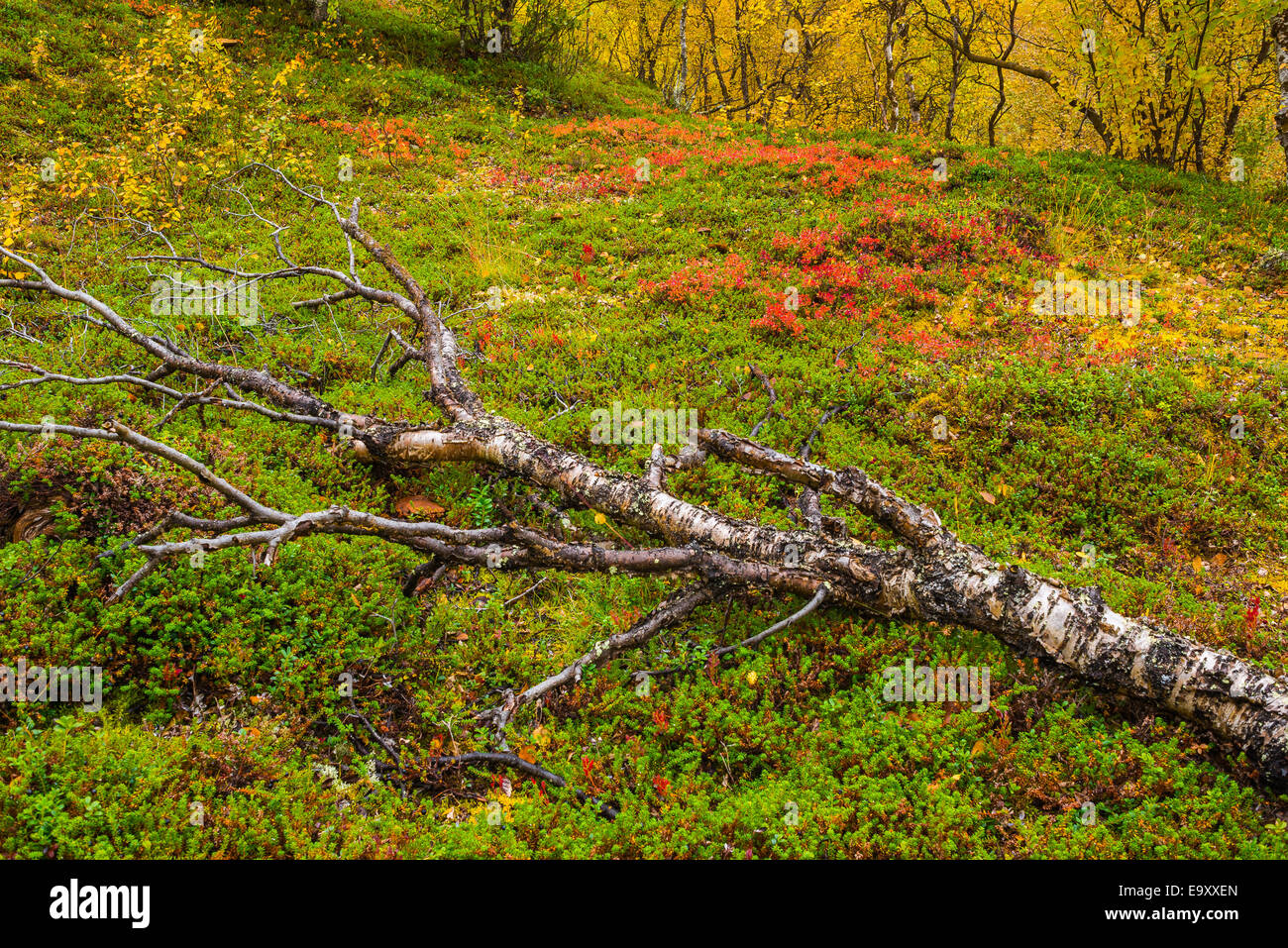 Dead tree in autumnal forest Stock Photo