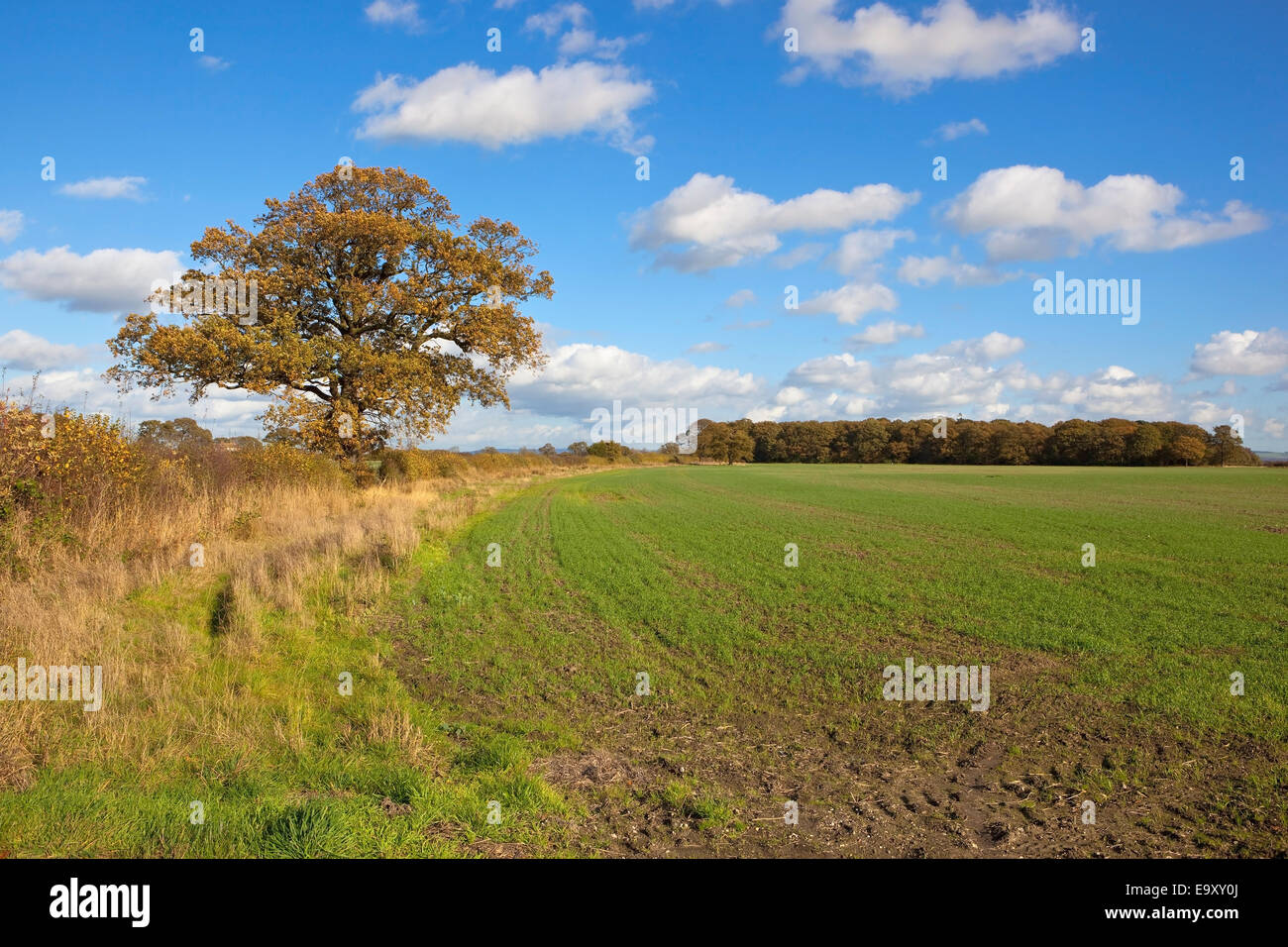 A colorful oak tree by arable fields in autumn under a blue cloudy sky ...