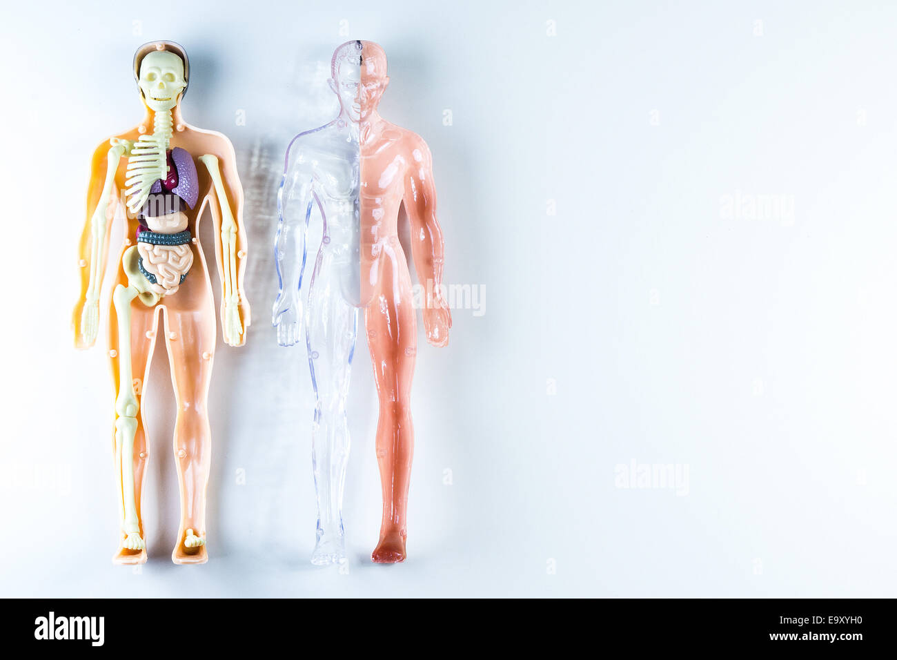 vision of human organs Stock Photo