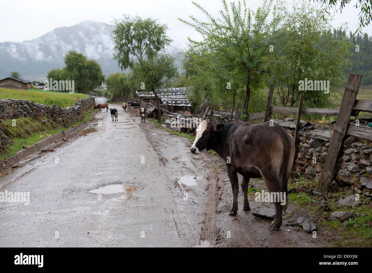 Cattle standing at the roadside, Phobjikha Valley, Wangdue Phodrang District, Bhutan Stock Photo