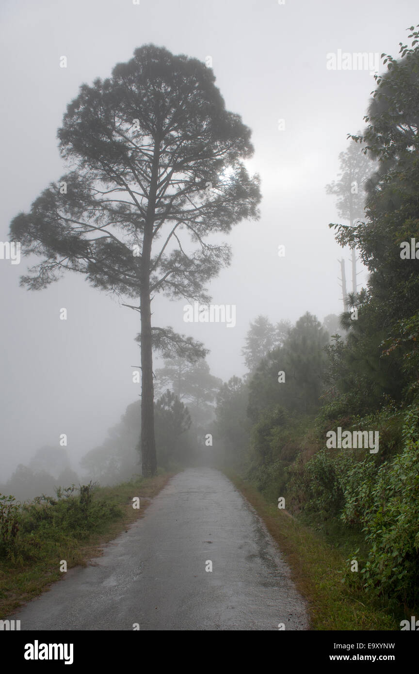 Mountain road with trees in fog, Punakha Valley, Punakha District, Bhutan Stock Photo