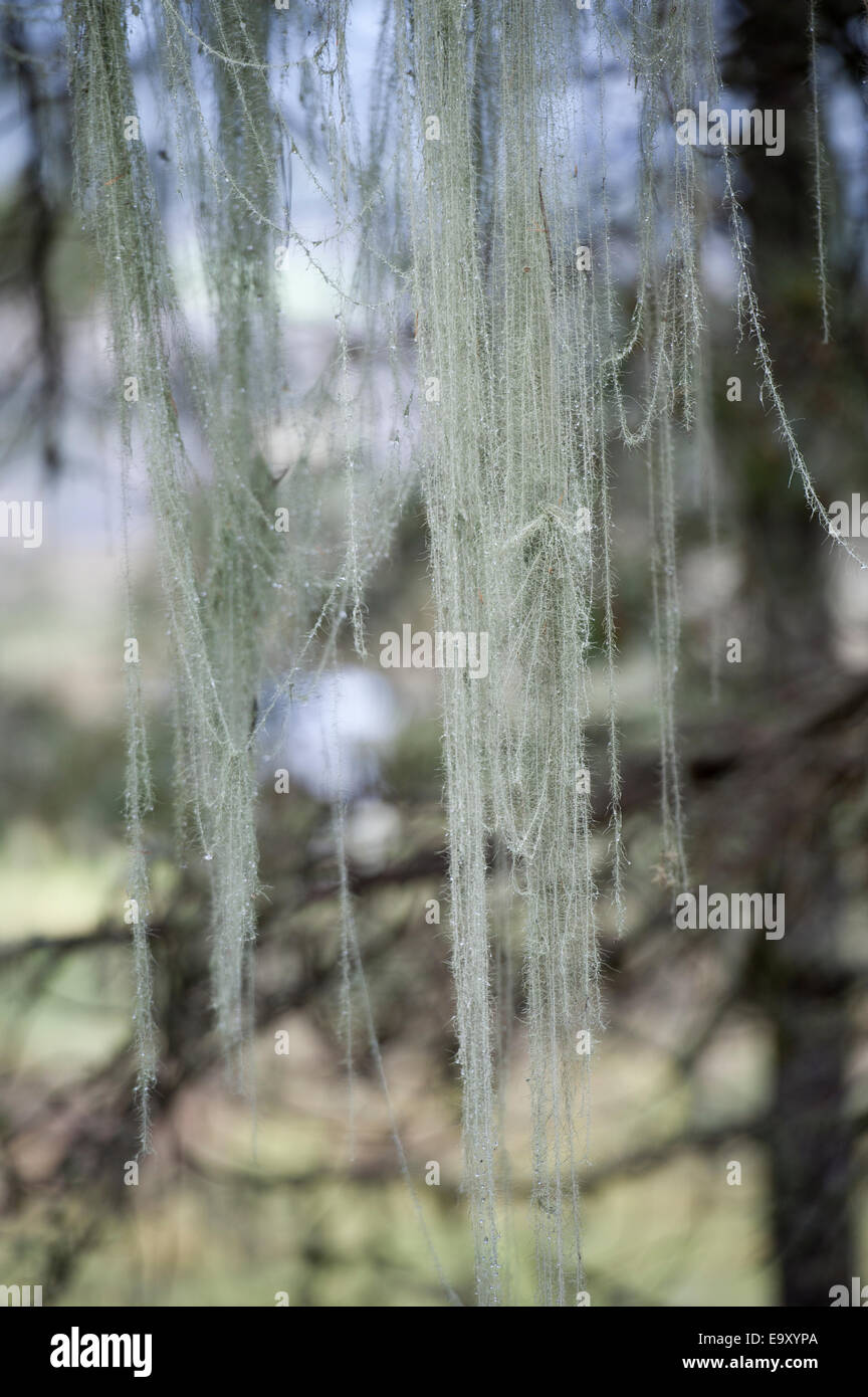 Spanish moss nature hi-res stock photography and images - Alamy