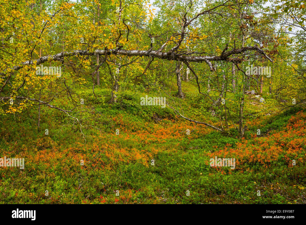 Autumn colored forest in northern Finland Stock Photo