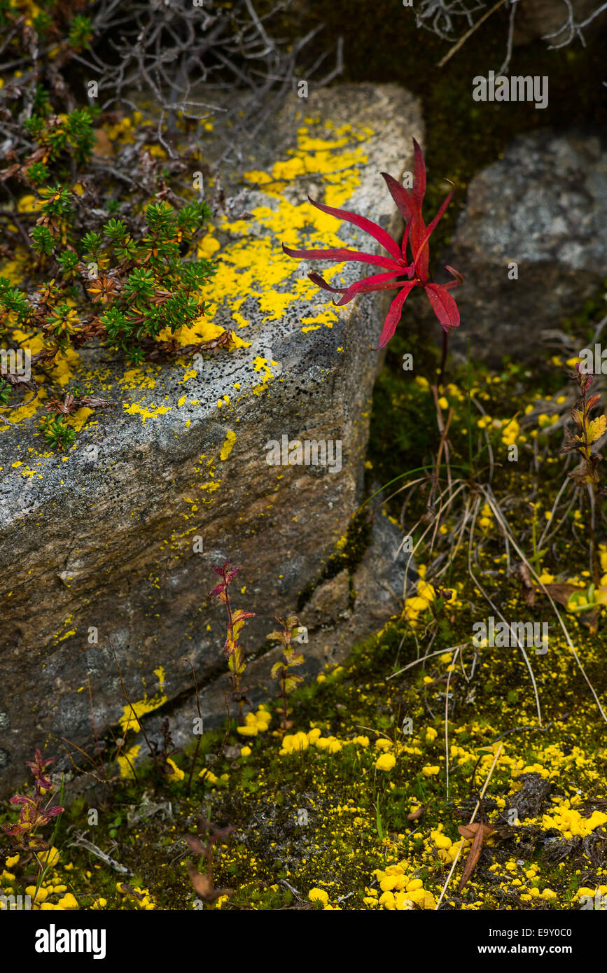 Plant in autumnal colors Stock Photo