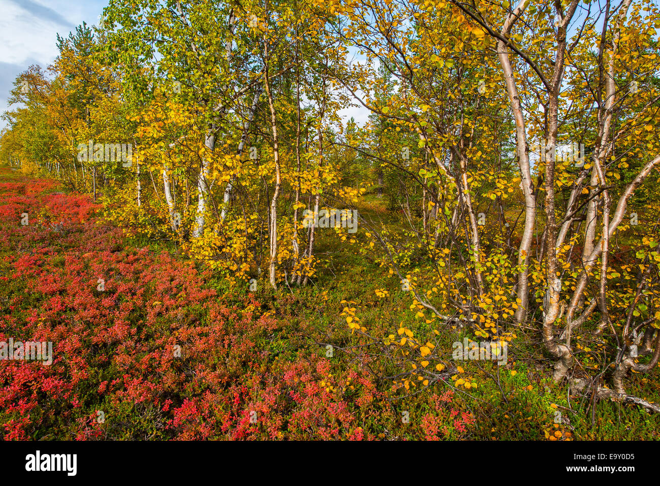 Autumn colored landscape in northern Finland Stock Photo