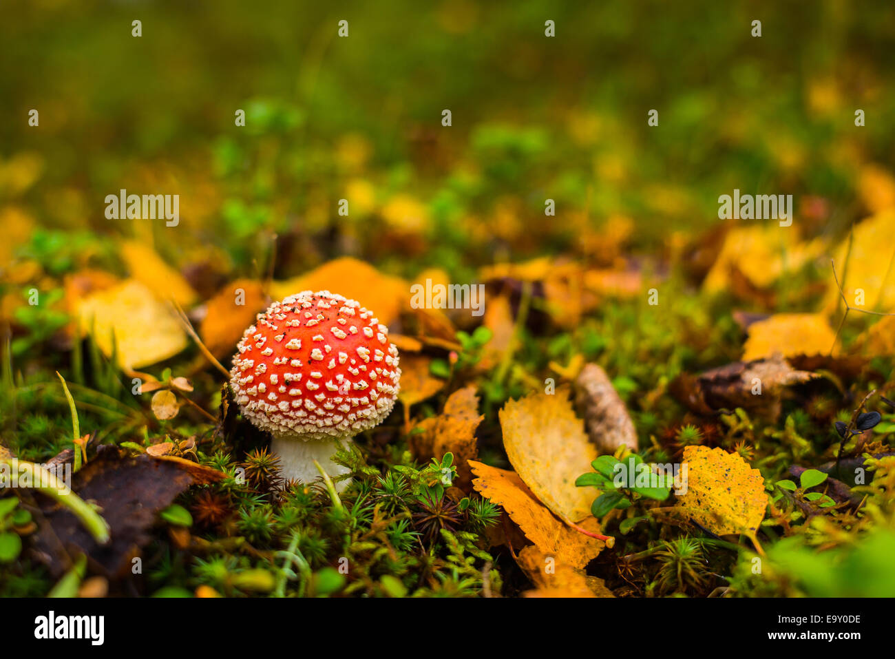Poisonous mushroom with dead leaves Stock Photo Alamy