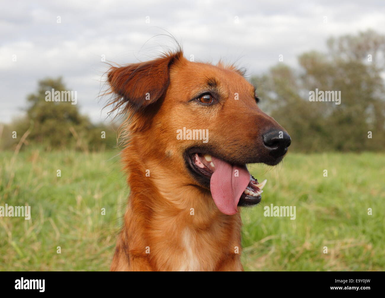 kylling aften erfaring Podenco mix hi-res stock photography and images - Alamy