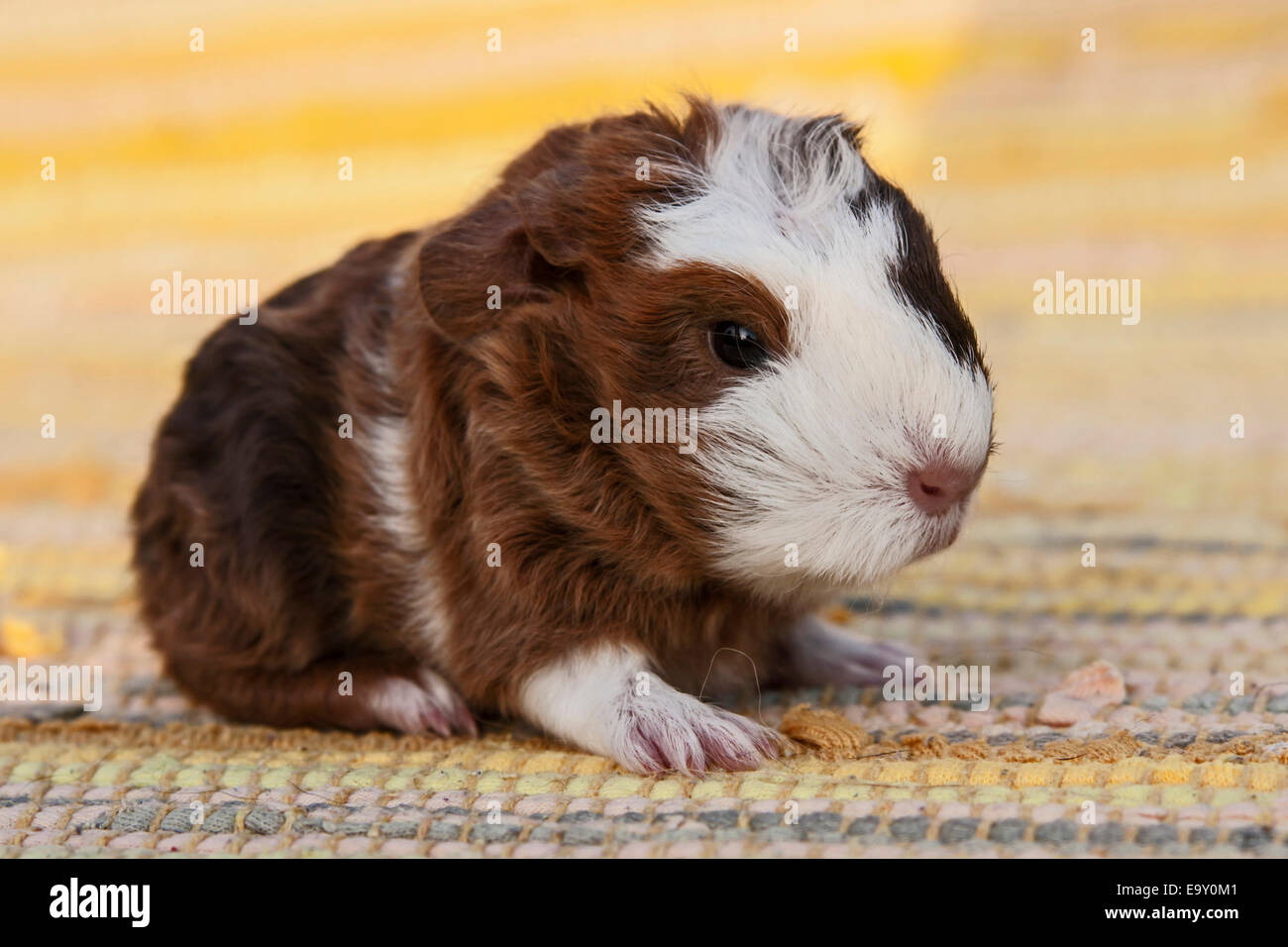 Teddy Guinea Pig