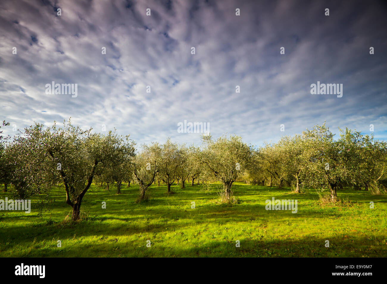 Olive grove in Tuscany, Italy Stock Photo
