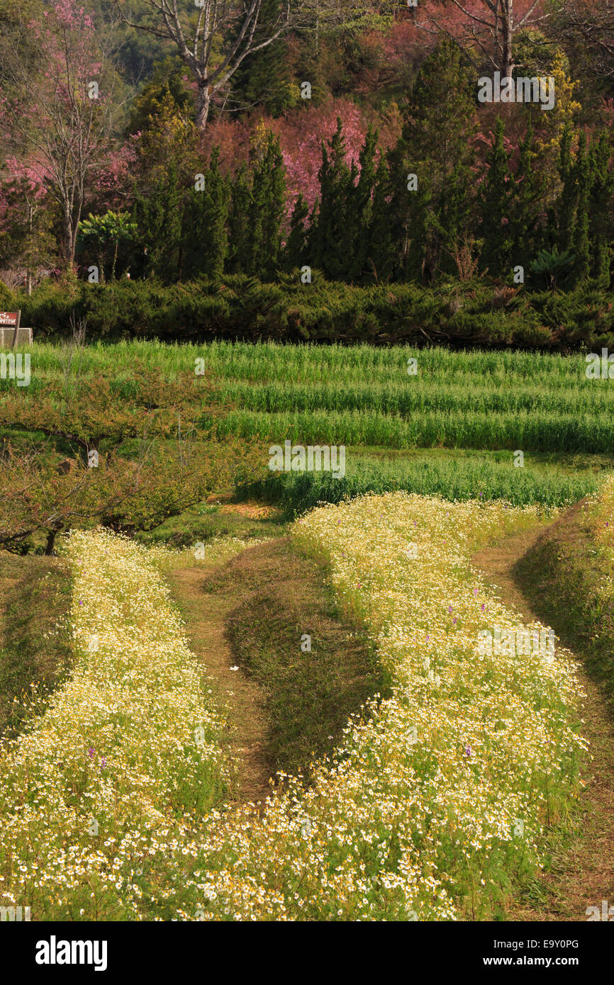 Green garden and colorful flower around the house Stock Photo Alamy