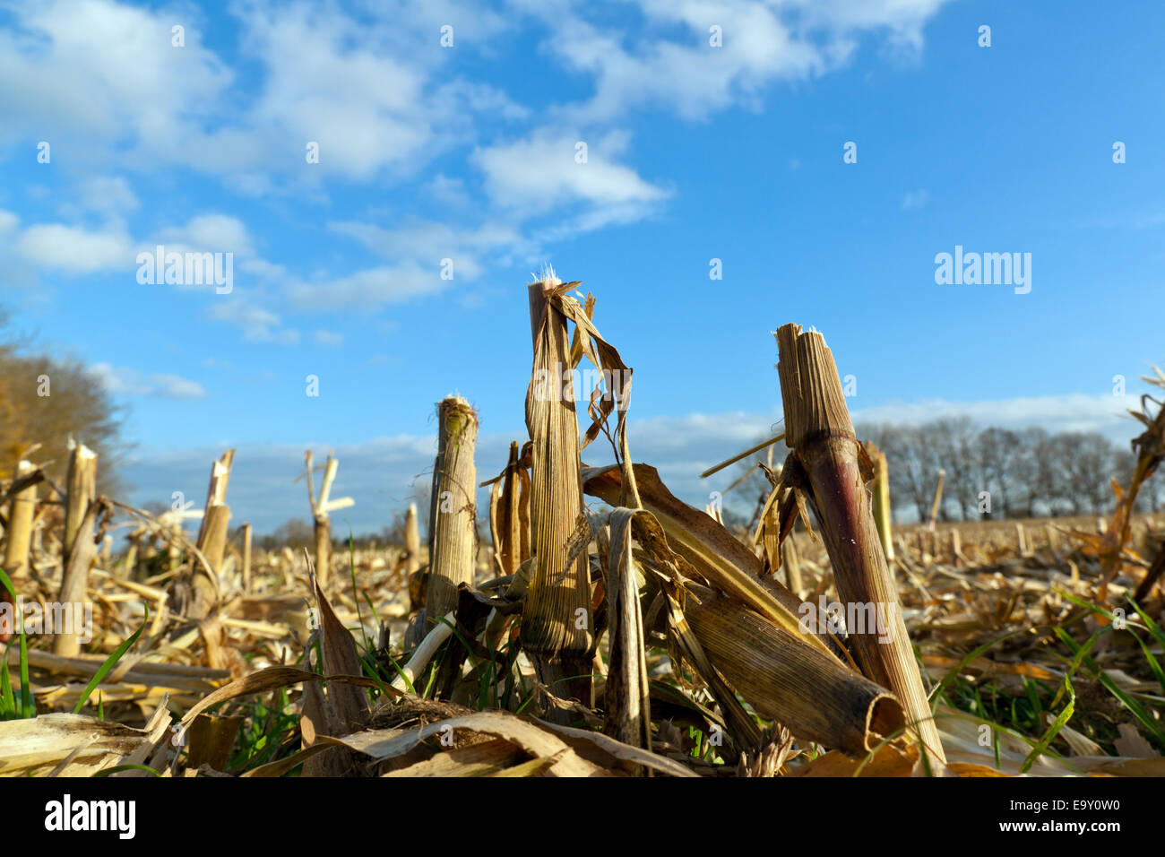 A field of agriculture after harvest with blue sky Stock Photo - Alamy