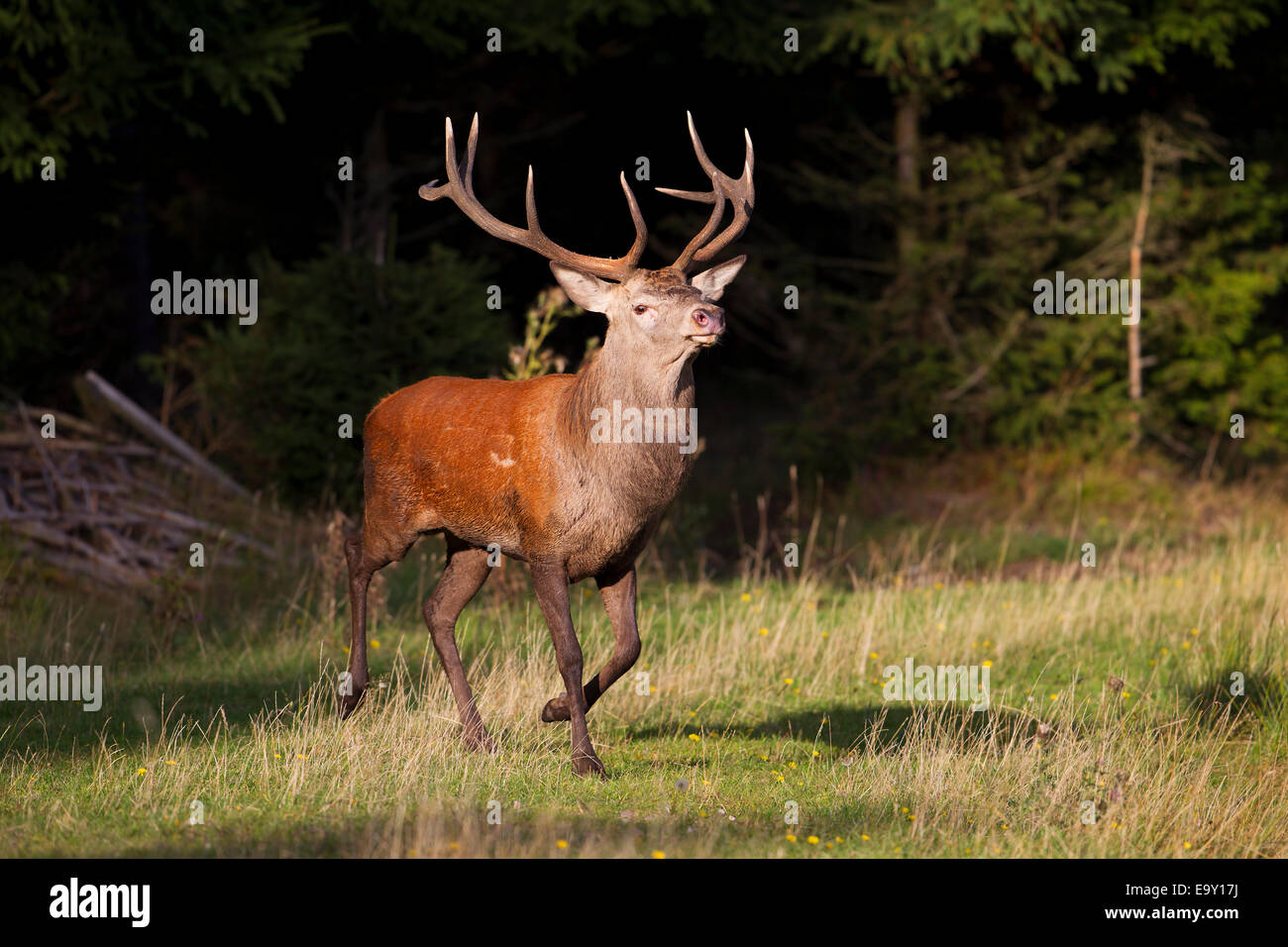 Red Deer (Cervus elaphus), Thuringian Forest, Thuringia, Germany Stock Photo