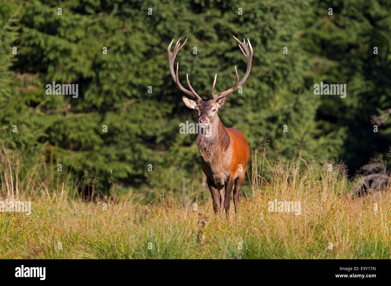 Red Deer (Cervus elaphus), Thuringian Forest, Thuringia, Germany Stock Photo