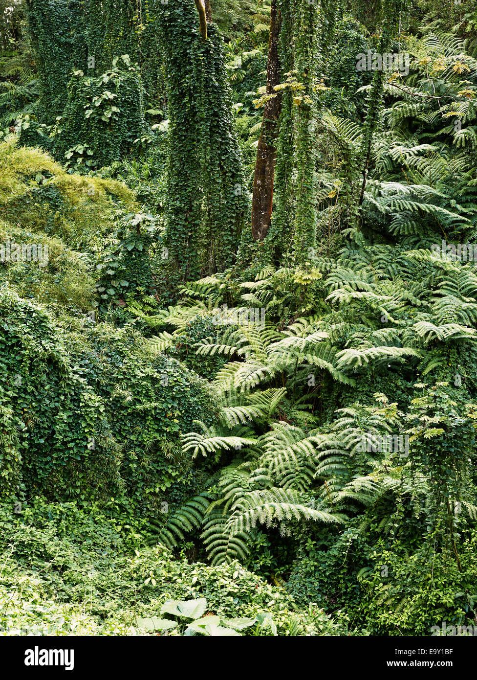 Vegetation, Akaka Falls State Park, Big Island, Hawaii, United States Stock Photo