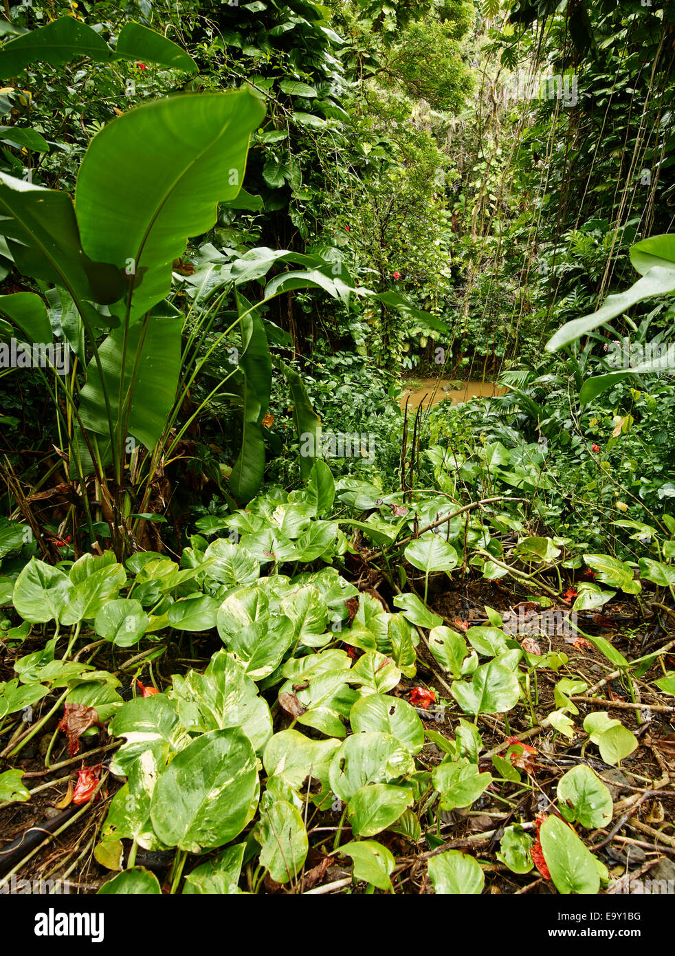 Vegetation, Akaka Falls State Park, Big Island, Hawaii, United States Stock Photo